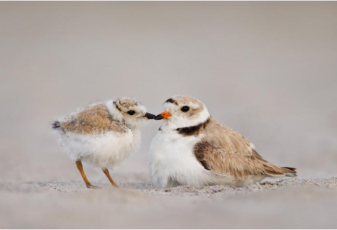 This picture from the National Audubon Society shows a downy young and breeding adult piping plover.
