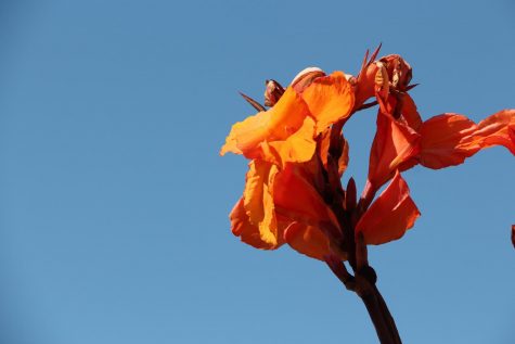 Single Orange Flower Photo