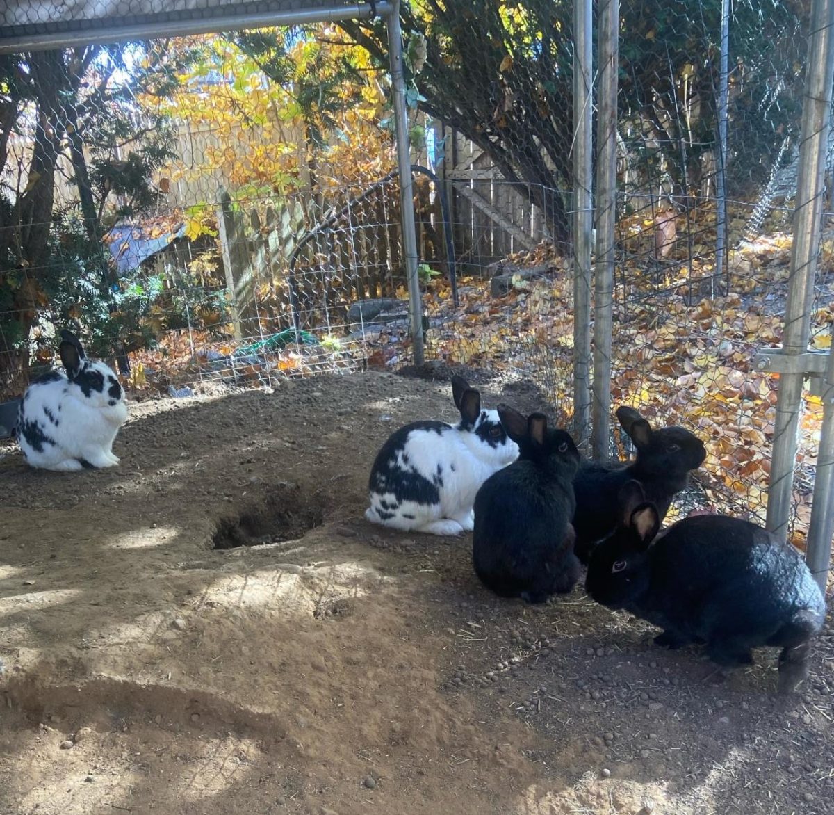 The bunnies are enjoying a nice day outside.